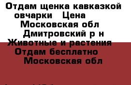 Отдам щенка кавказкой овчарки › Цена ­ 100 - Московская обл., Дмитровский р-н Животные и растения » Отдам бесплатно   . Московская обл.